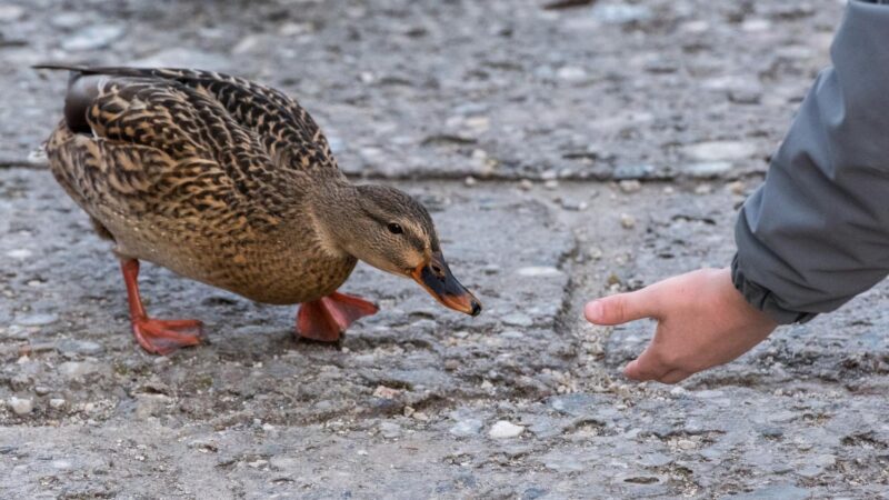 Can You Train a Duck to Be a House Pet