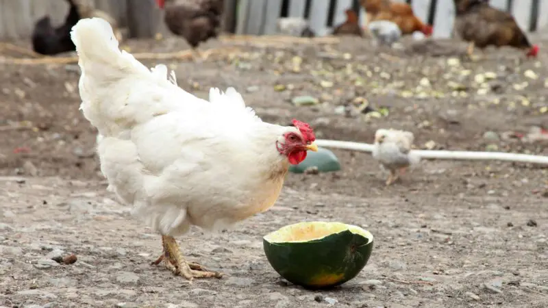 Cornish Game Hens