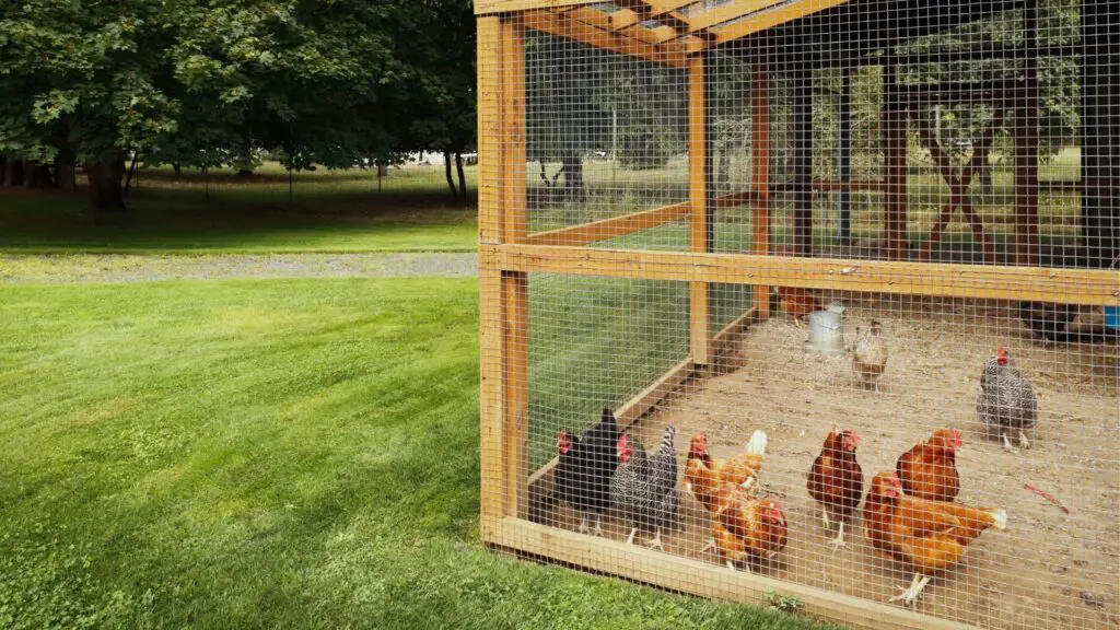Do Chickens Need a Coop