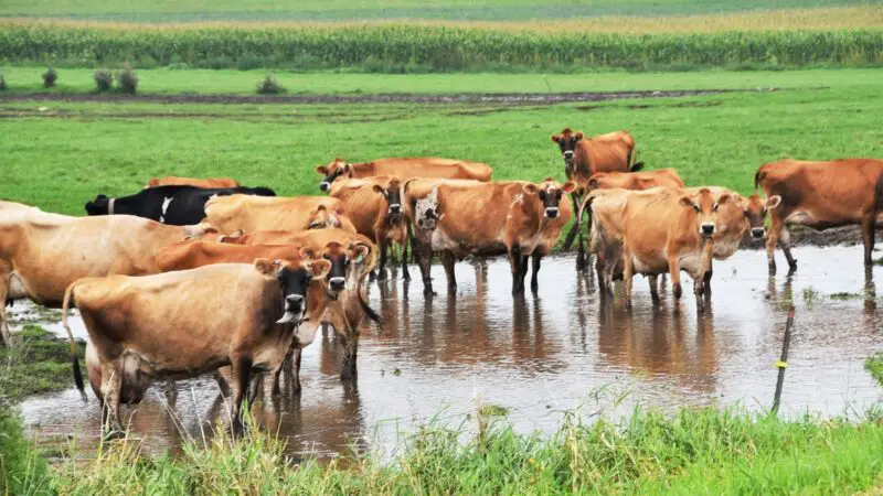 Do Cows Like Going in Water