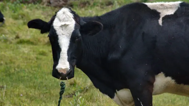 Why Do Cows Have Nose Rings? - Farm and Chill