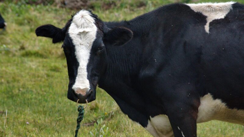 Do Cows Like Nose Rings