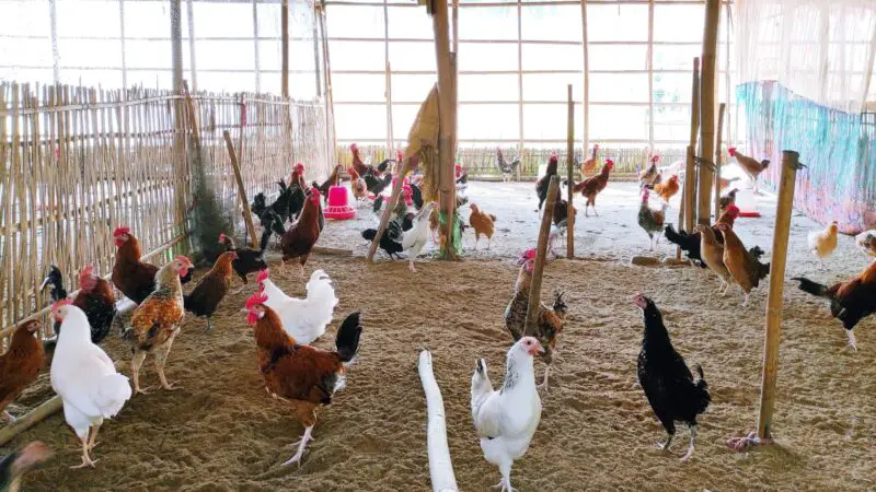 Do Different Chicken Breeds Require Different Space Requirements