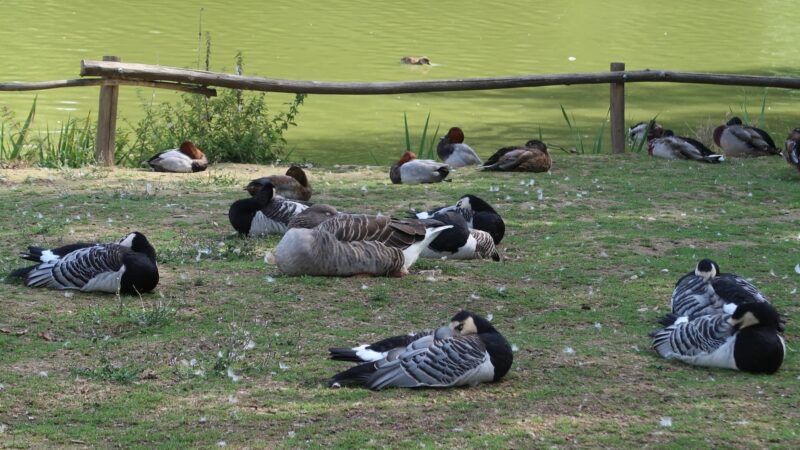 Do Ducks Sleep