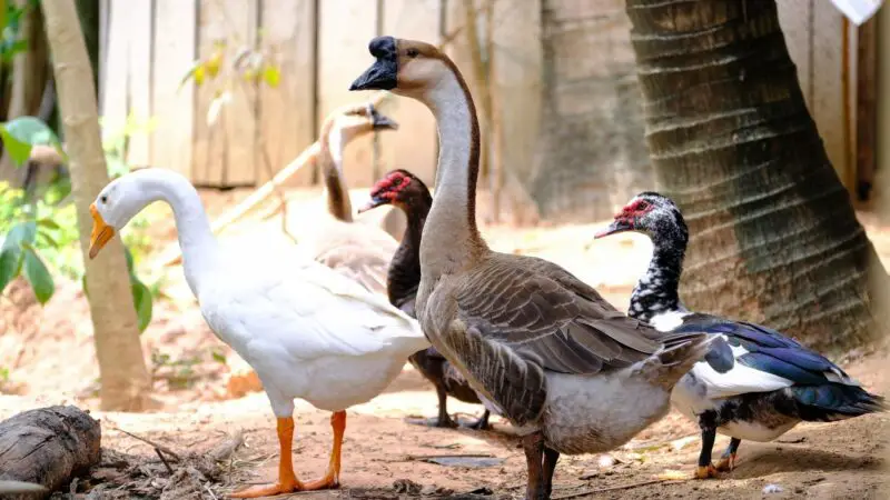 Do Ducks and Geese Get Along