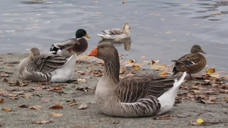 Do Ducks and Geese Make Good Pets