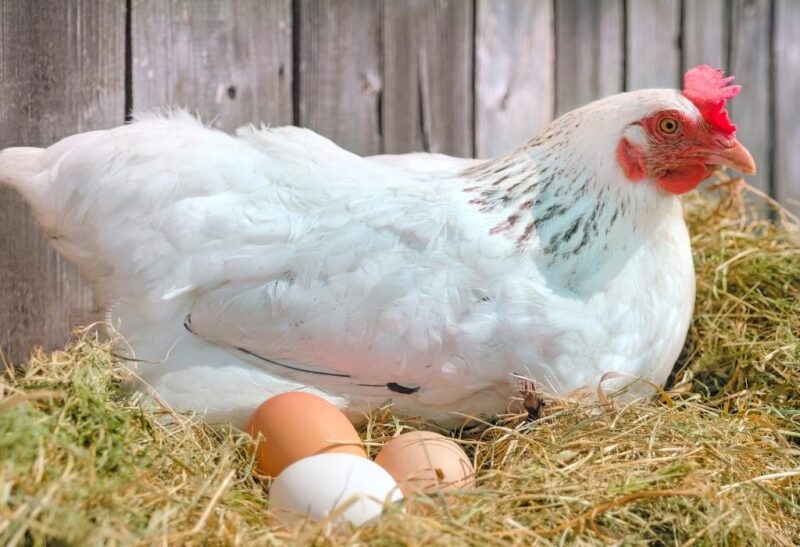 Do Your Hens Need a Rooster to Lay Eggs