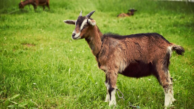Does Goat Taste Better Than Lamb
