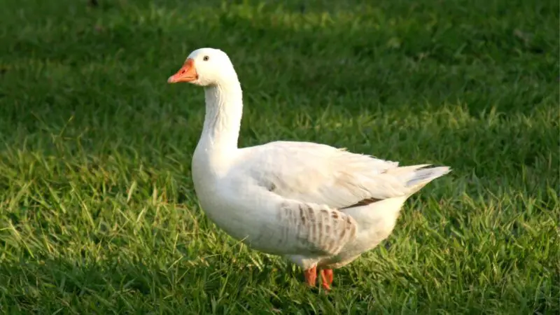 Duck Identification