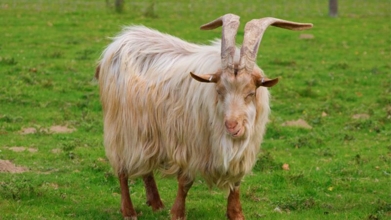 Golden Guernsey Goats