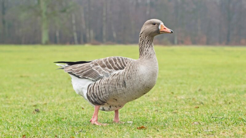 Goose Identification