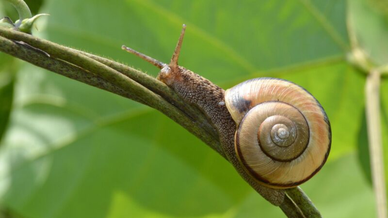 How Do Snails Poop