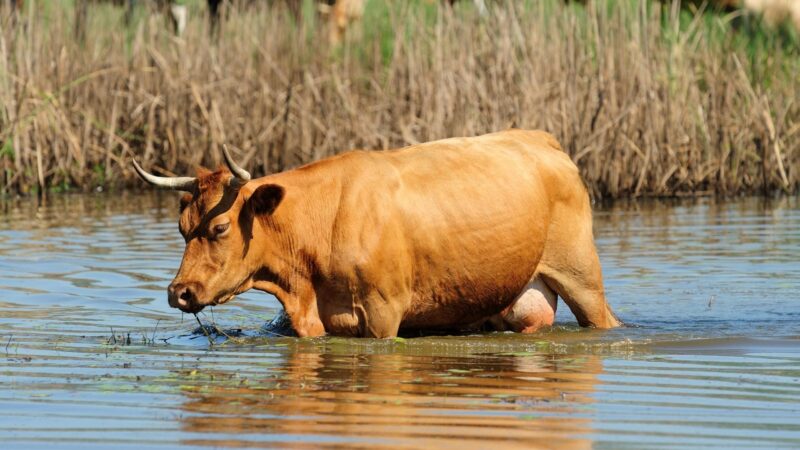 How Fast Can a Cow Swim