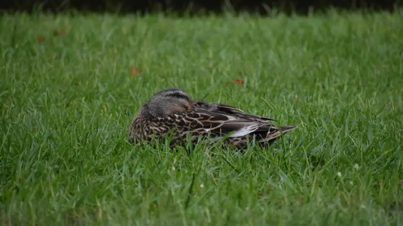 How Long Do Ducks Sleep