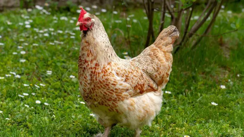 How Long Have Chickens Been Domesticated