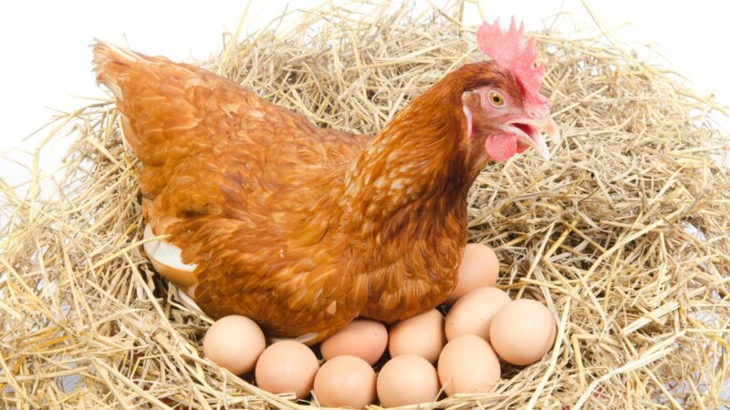How Many Eggs Does a Hen Lay a Day
