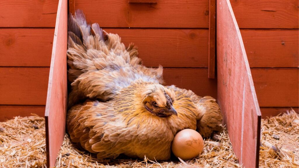 How Often Do Hens Lay Eggs