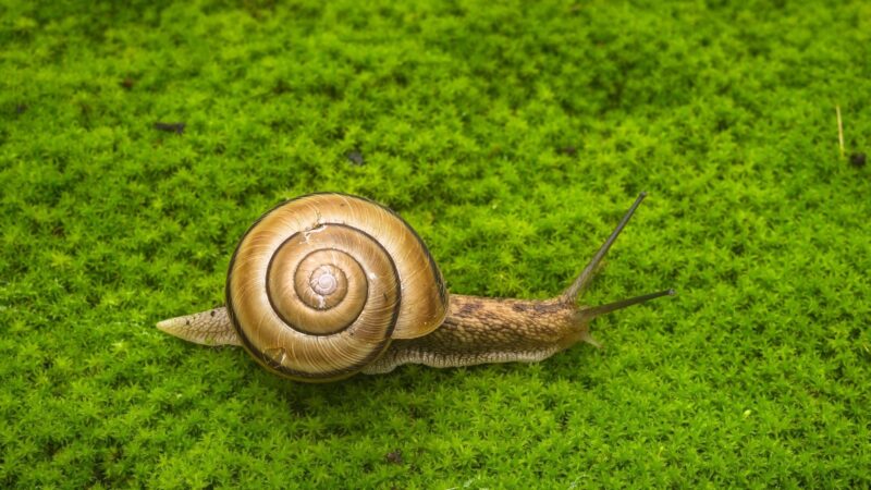 Is Snail Poop Good for Plants