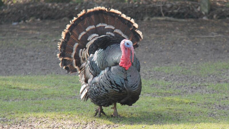 Is Turkey Healthier Than Goose