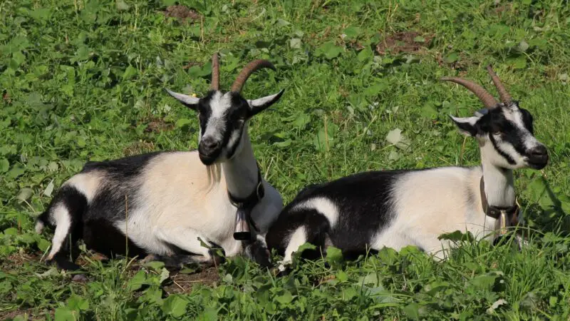 Peacock Goats