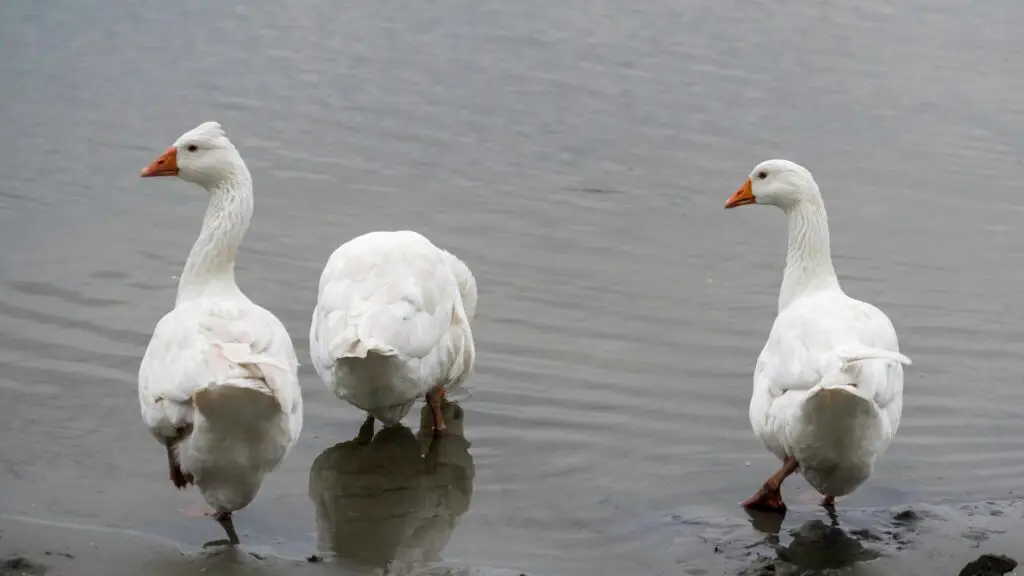 Roman Tufted Goose