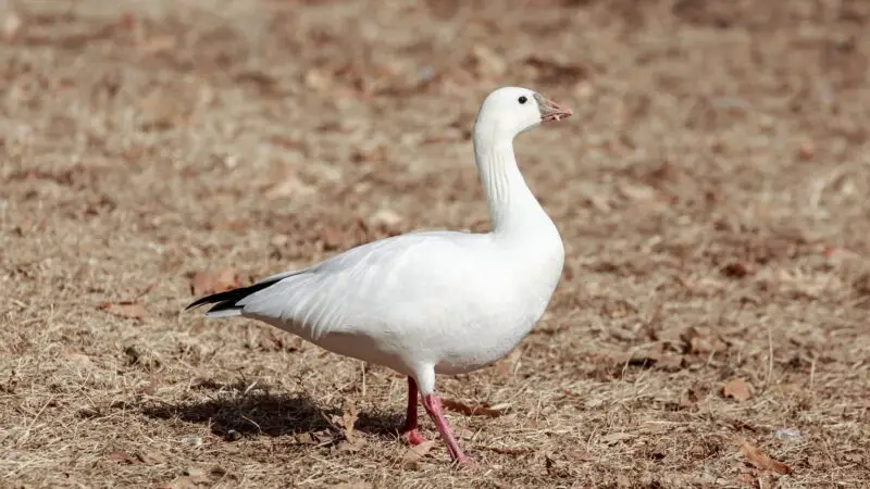 Ross’s Goose