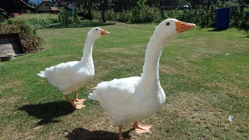 Slovak White Goose