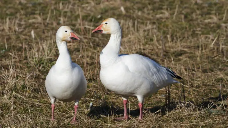 Snow Goose