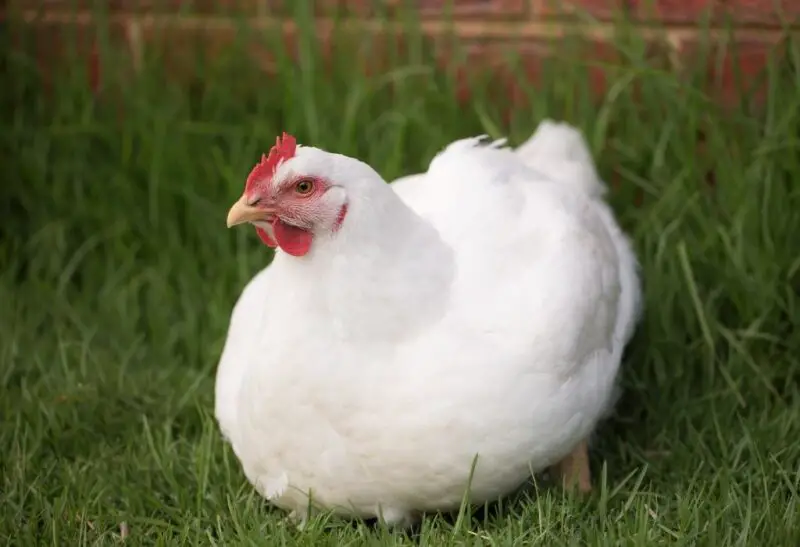Stunning White Chicken Breeds
