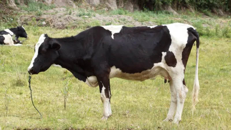 Temporary vs. Permanent Cow Nose Ring