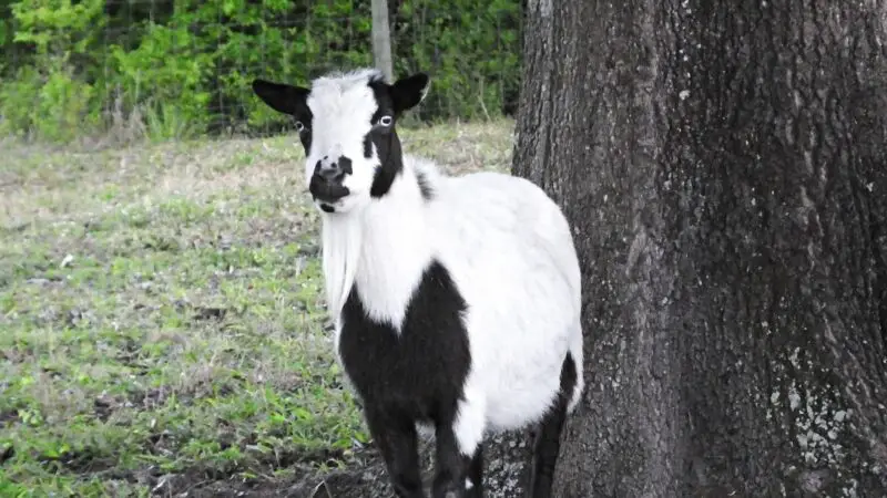 Tennessee Fainting Goat