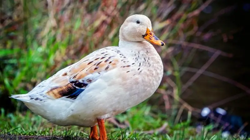 Welsh Harlequin