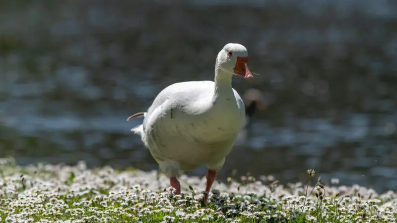 West of England Goose