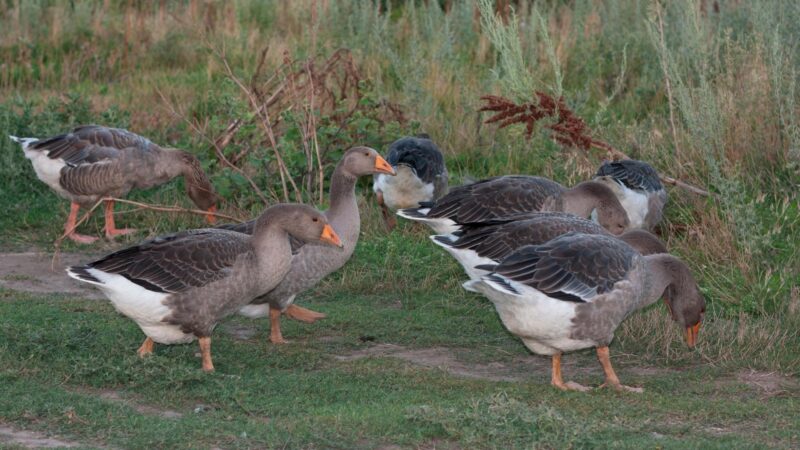 What Are the Similarities Between Geese and Ducks