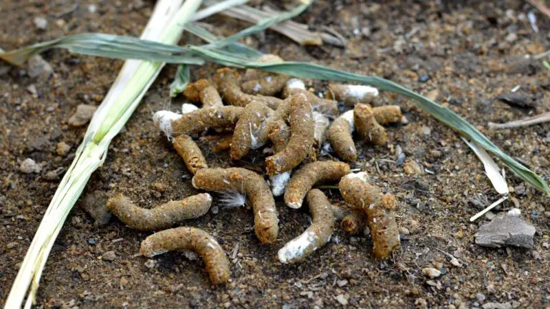 What Can Chicken Poop Color Tell You