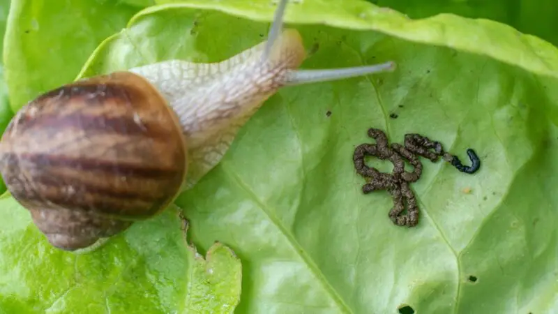 What Does Snail Poop Look Like