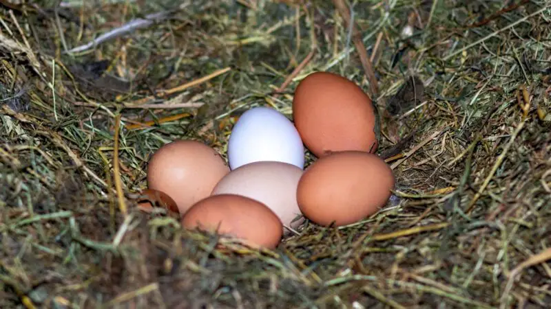 What Happens to Chicken Eggs in the Wild