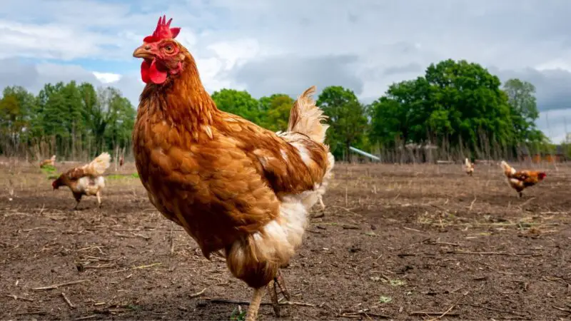 What Is Normal Chicken Poop