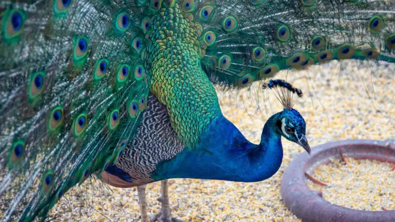 What Kind of Food Do Peacocks Eat