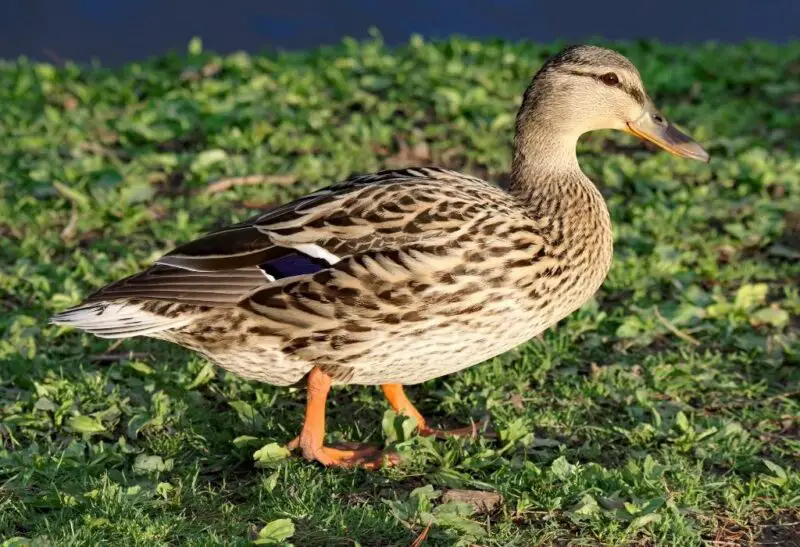 What Makes a Duck Wobbly