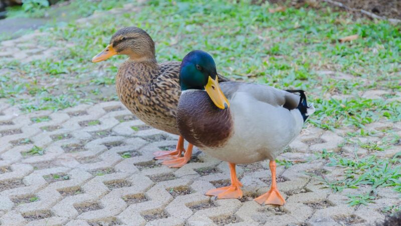 What to Consider in Making Ducks as Indoor Pets