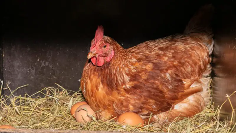When Do Hens Start Laying Eggs