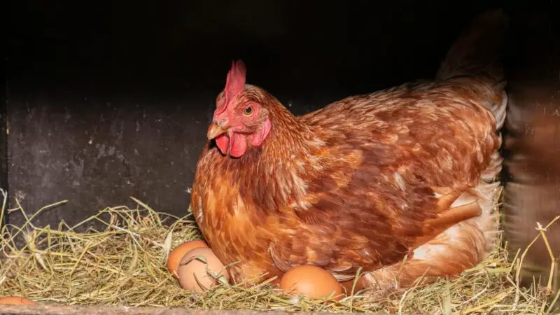 Do Hens Need A Rooster To Lay Eggs Information And Facts Farm And Chill 