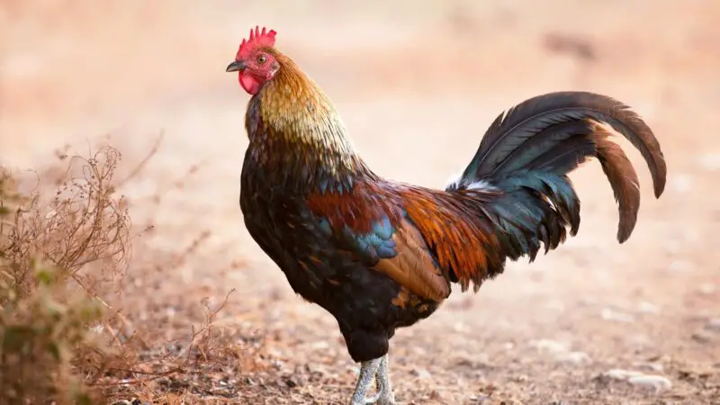 Where Did Chickens Originate