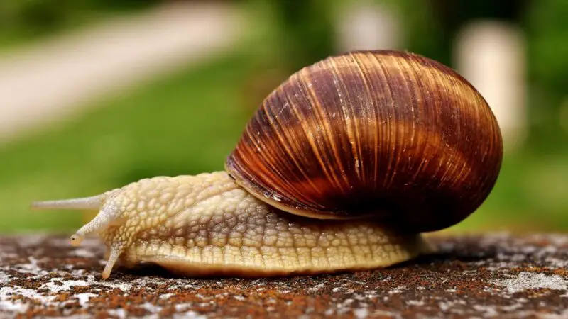 Where Do Snails Commonly Poop