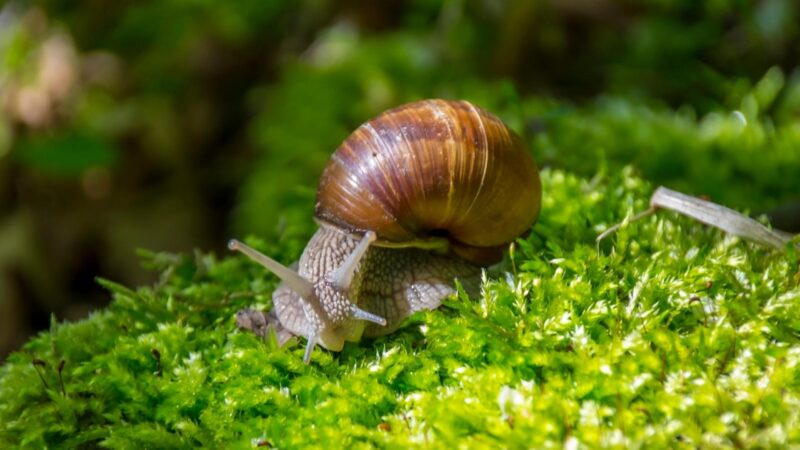 Where Does Snail Poop Come Out