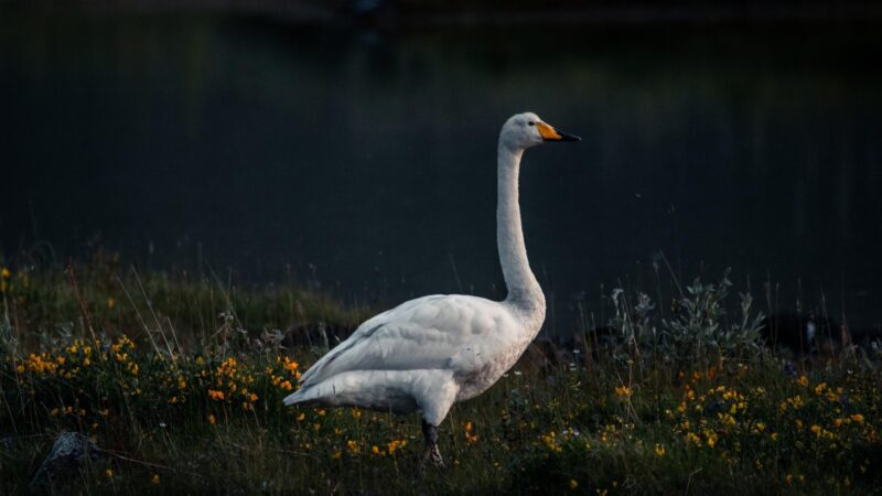 White African Goose
