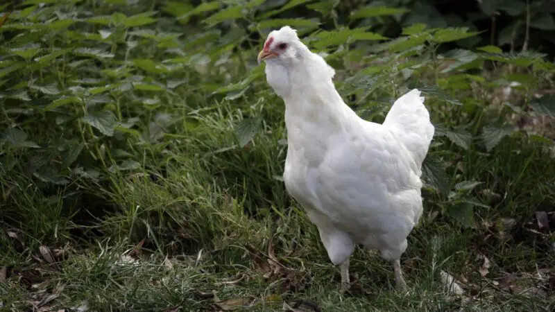 White Araucana