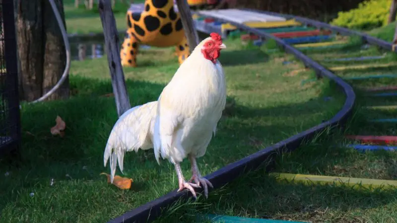 White Australorp