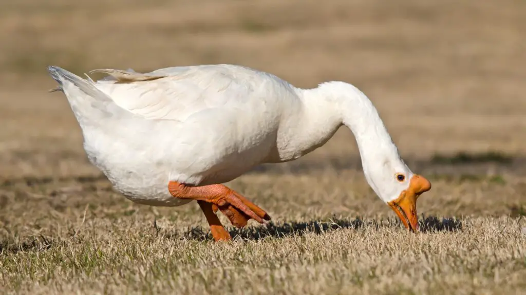 White Chinese Goose